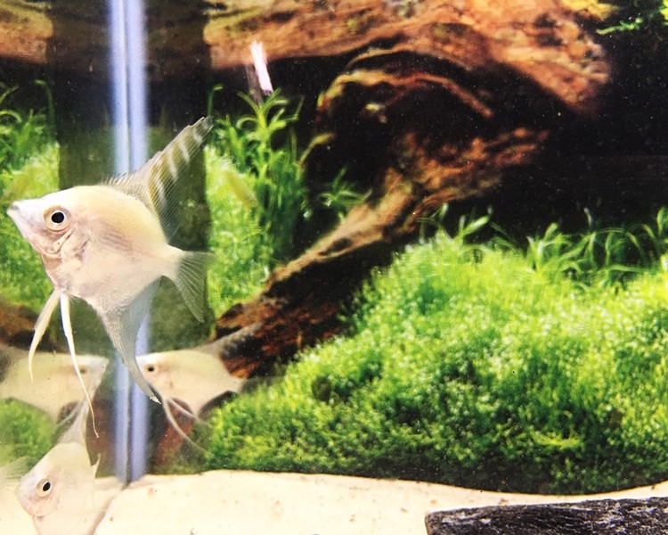 Angelfish aquarium cheap